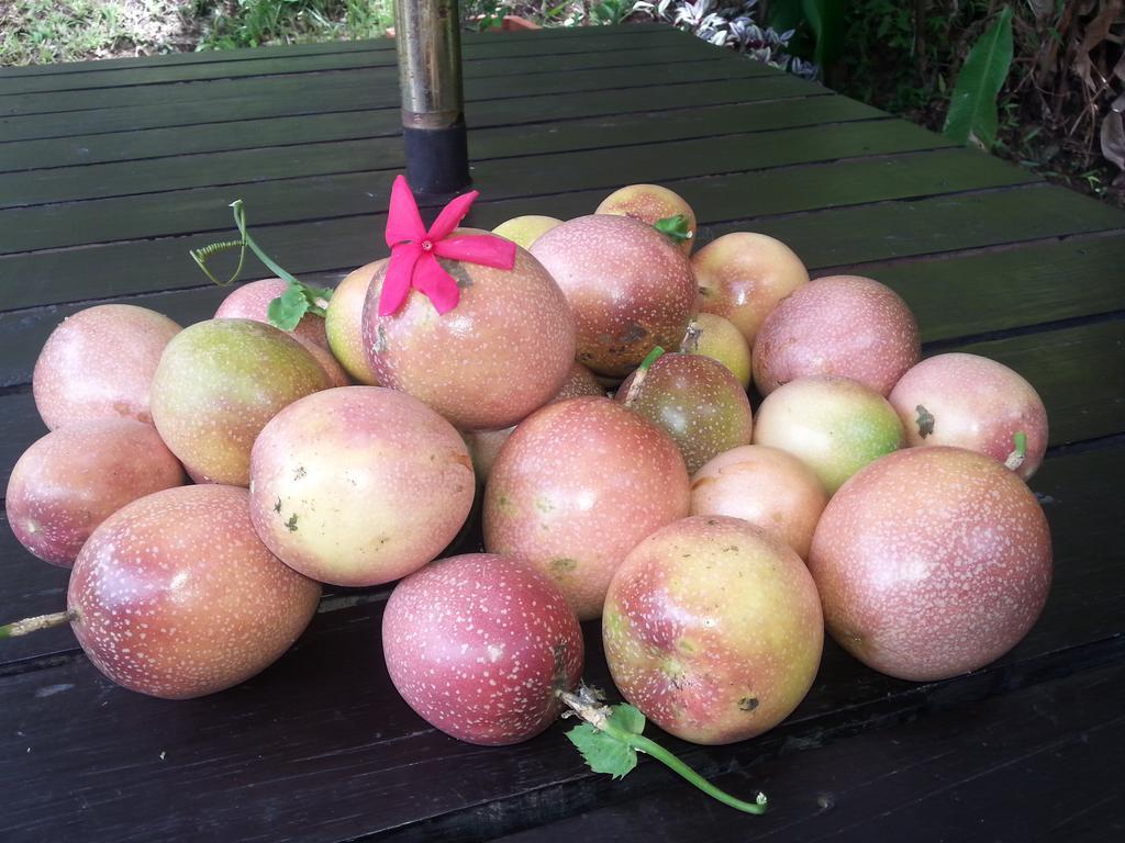 Gecko Lodge Fiji Savusavu Luaran gambar